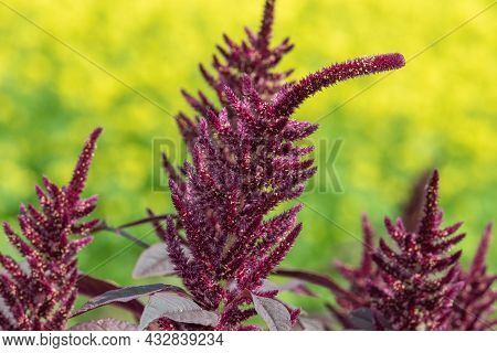 Prince Of Wales Feather (amaranthus Hypochondriacus) Plant