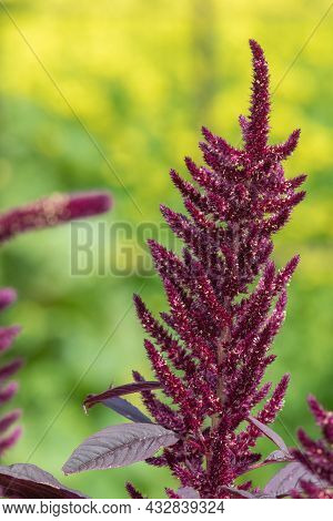 Close Up Of A Prince Of Wales Feather (amaranthus Hypochondriacus) Flower With A Yellow Background