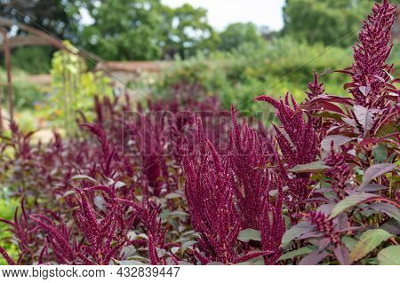 Close Up Of A Prince Of Wales Feather (amaranthus Hypochondriacus) Flower In Bloom