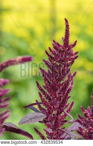 Prince Of Wales Feather (amaranthus Hypochondriacus) Plant
