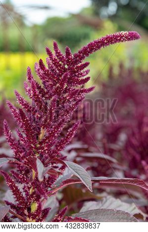 Prince Of Wales Feather (amaranthus Hypochondriacus) Plant