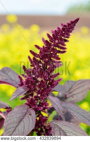 Close Up Of A Prince Of Wales Feather (amaranthus Hypochondriacus) Flower With A Yellow Background