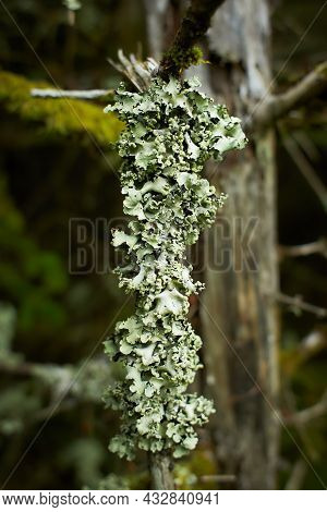 Foliose Lichen On Fir Branch In Th