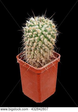 Plant, Cactus Mamillaria Nejapensis (latin Name), The Birthplace Of Mexico. Isolated On Black Backgr