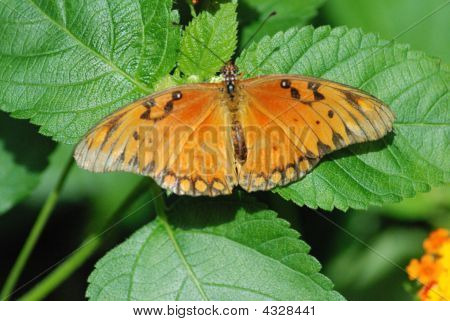 잎에 오렌지 나비 오픈