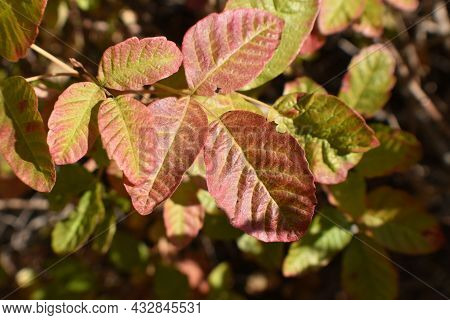 Poison Oak Leaf Turning Red In Middle Of September For Plant Id