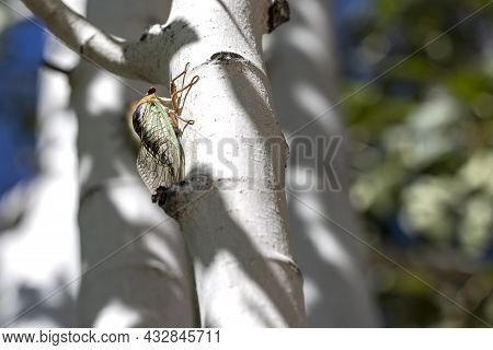 Mating Season For The Cicadas In Prescott Arizona Is On An Aspen Tree Chirping