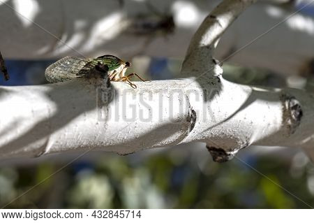 Mating Season For The Cicadas In Prescott Arizona Is On An Aspen Tree Chirping