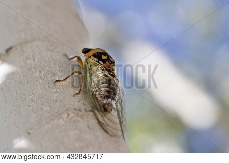 Mating Season For The Cicadas In Prescott Arizona Is On An Aspen Tree Chirping