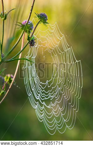 Spider On Web Arthropods Animal Close Up Wilderness Vertical Photography In Natural Space