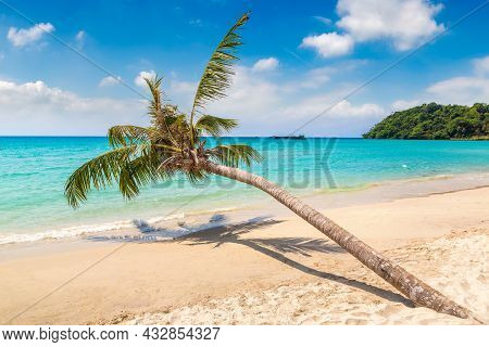 Single Palm Tree Hanging Over Tropical Beach In A Sunny Day
