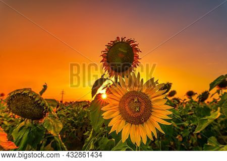Sunflowers At A Glowing Orange Sunset In The Last Light Of A Warm Summer Day.