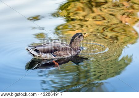Wild Duck Swimming In A Water With  Reflections