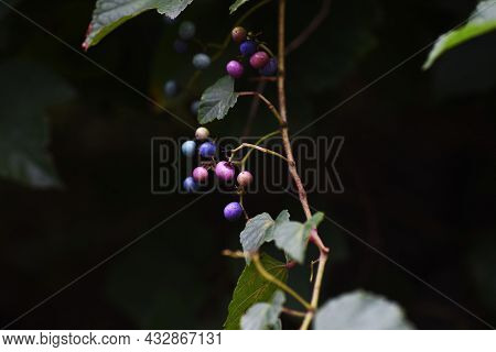 Wild Grape Vine. Vitaceae Vine Deciduous Shrub.