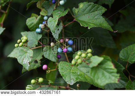 Wild Grape Vine. Vitaceae Vine Deciduous Shrub.