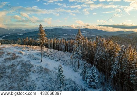 Winter Landscape With Spruse Trees Of Snow Covered Forest In Cold Mountains.