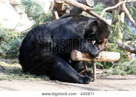 Ours noir-1
