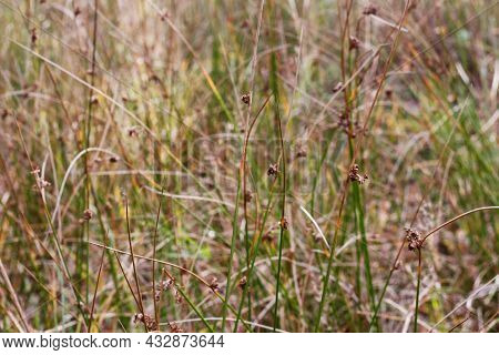 Defocus Rush Plant (junkus Effusus) On Autumn Forest. Herbal Natural Fall Background. Dry Leaves On 