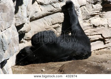 Ours noir