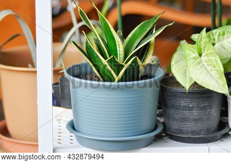 Sansevieria Trifasciata Prain, Snake Plant Or Mother In Laws Tongue And Arrowhead Vine Plant