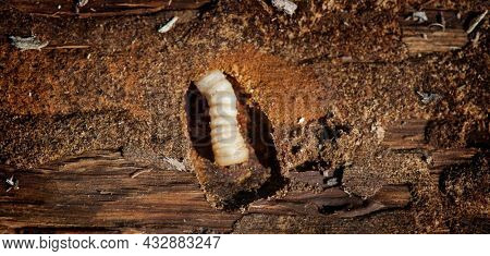Wood worm makes damage. Woodworm. Bark beetle larvae on the the bark wooden surface. Insect pest spoils raw wood closeup. Wood-Boring Beetle. Holes in furniture. Pests.