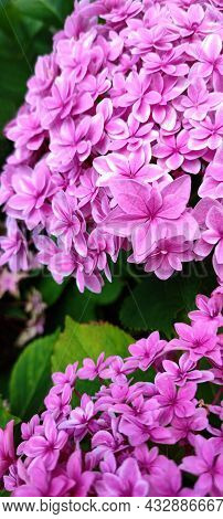 Close Up Pink Flower Bigleaf Hydrangea, Or Macrophylla, Slightly Blurred, Selective Focus, In Garden