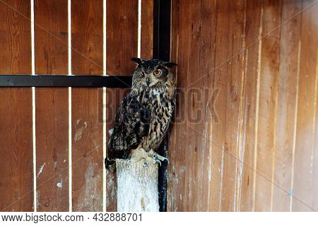 Wild Short-eared Owl On Fence, Asio Flammeus
