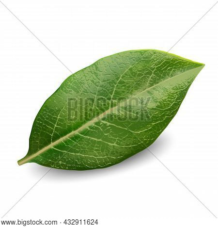 Blueberry Wild Bush Branch Natural Leaf Vector. Blueberry Season Organic Flora Plant Sprig Raw Part.