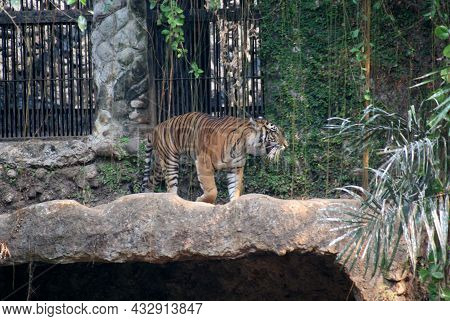 Portrait Of Sumatran Tiger.
The Sumatran Tiger Is A Population Of Panthera Tigris Sondaica On The In