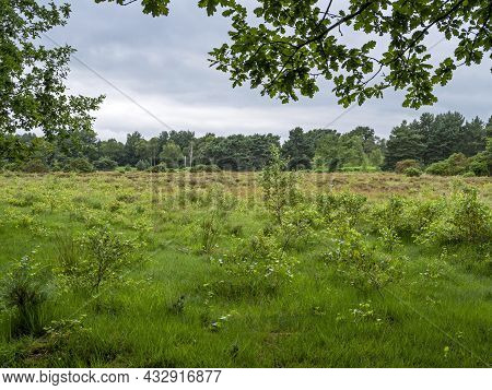 Green Heathland Habitat At Skipwith Common, North Yorkshire, England