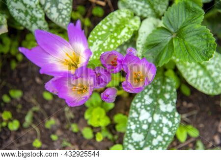 Purple Colchicum Grows In The Garden. Beautiful Blooming Purple Colchicum Autumnale On Natural Backg