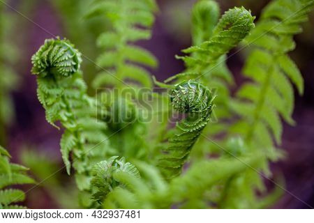 Young Fern Leaves. Rolled Up Bright Green Leaves Of Brackens Bush Close Up On Warm Spring Morning In