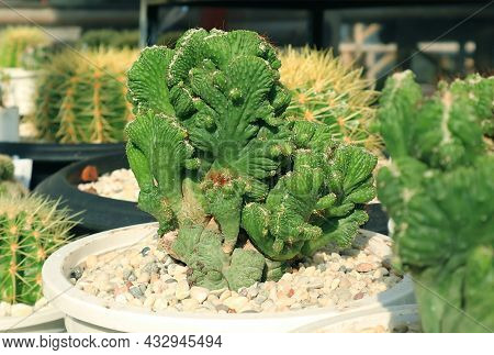 Closeup Potted Crested Blue Candle Cactus Or Myrtillocactus Geometrizans F. Cristata