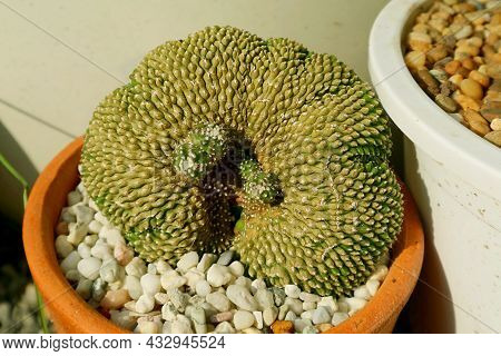 Amazing Potted Notocactus Scopa Cristata Cactus Growing In The Sunlight