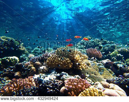 Underwater Photo Of Beautiful & Colorful Coral Reef With Tropical Fish. From A Scuba Dive In The Red