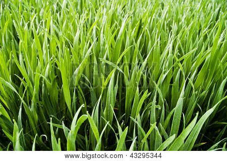 Wheatfield-이 슬 방울과 달콤한 녹색 잔디