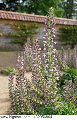 Sea Holly (acanthus Mollis) Flowers