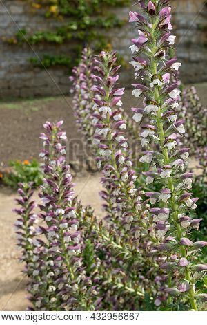 Sea Holly (acanthus Mollis) Flowers