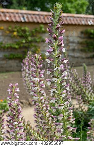 Sea Holly (acanthus Mollis) Flowers