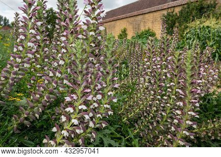 Sea Holly (acanthus Mollis) Flowers