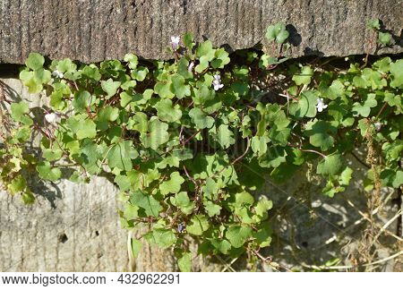 Leaves And Flowers Of Cymbalaria Muralis Or Kenilworth Ivy