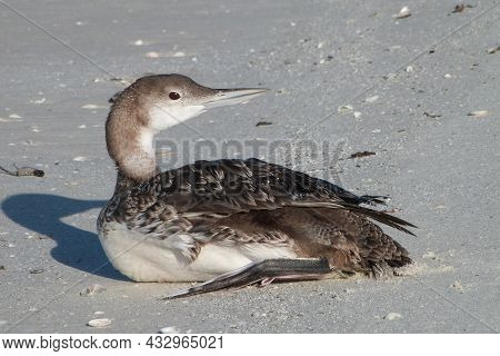 A Common Loon Resting On A Sandbar In Florida In Nonbreeding Plumage During Winter