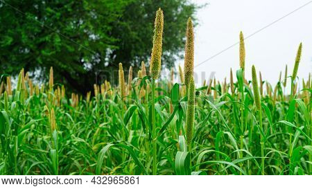 Pennisetum Glaucum Or Millet Field. Beautiful Green Millet Bud. Growing Bajra Plant, Blossom Vegetat