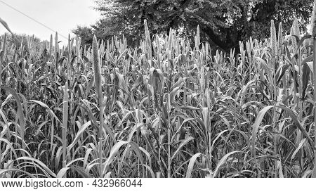 Black And White Shot, Sorghum Or Pennisetum Glaucum Plant Bud Or Sitta. Growing Bajra Plant, Blossom