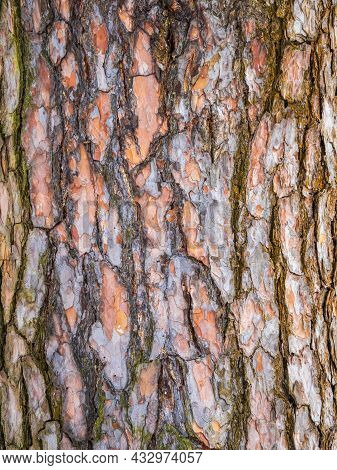 Bark Of Pine Tree. Seamless Tree Bark Background. Brown Texture Of The Old Tree. Natural Coniferous 