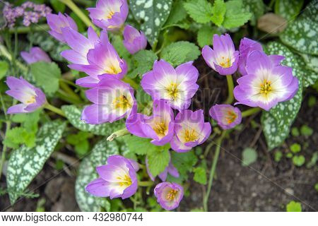 Purple Colchicum Grows In The Garden. Beautiful Blooming Purple Colchicum Autumnale On Natural Backg