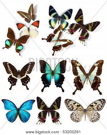 Many different beautiful butterflies