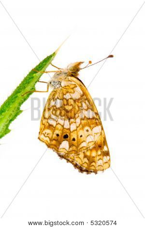 Papillon croissant, genre Phyciodes