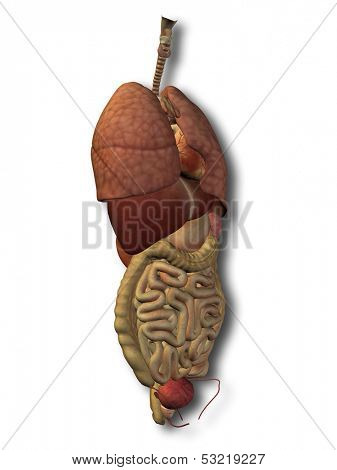 3D human or man internal abdominal or thorax organs for anatomy or health designs. An illustration isolated on white background