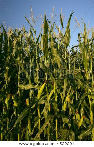 Pěstování kukuřice stopky